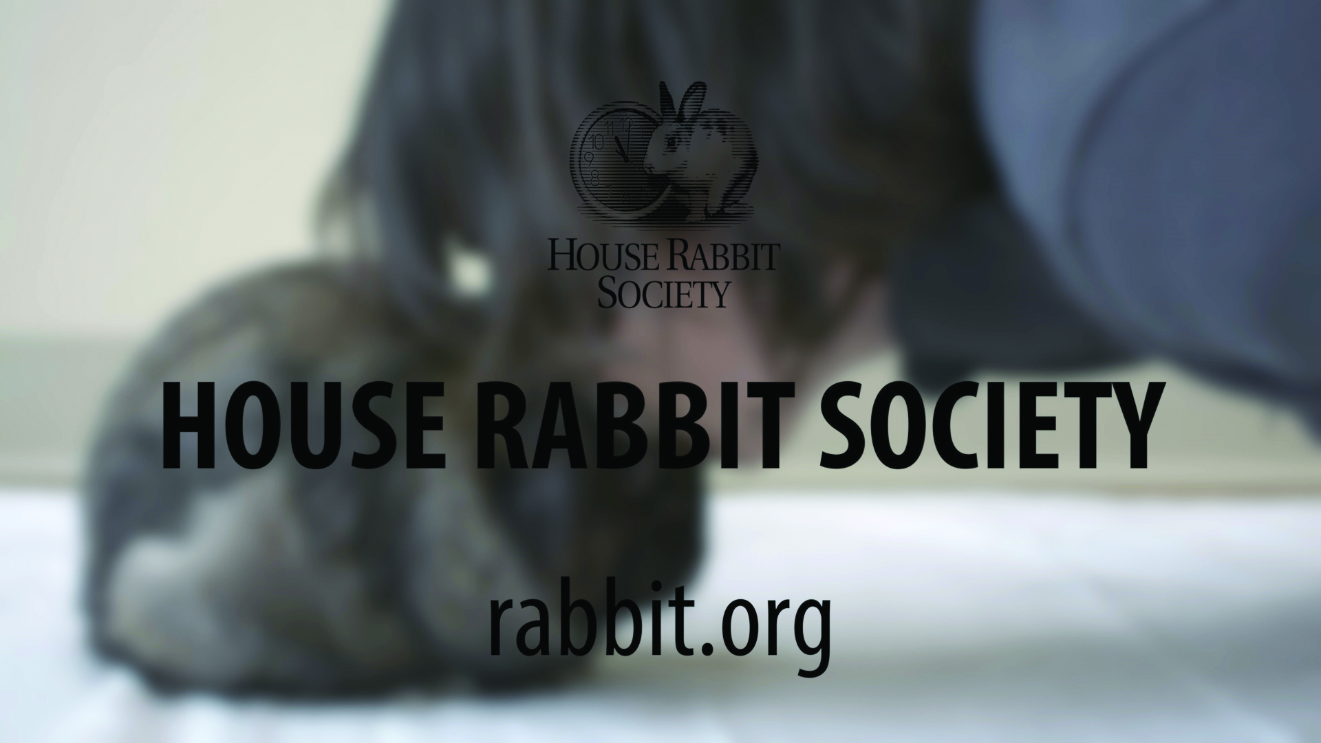 House Rabbit Society Tv Access Psa Spot Source